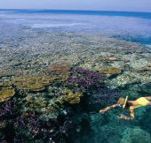 Split Bommie Dive Site - C Tourism