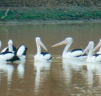 Pelican Point - C Tourism