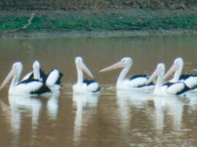 Pelican Point - C Tourism 0
