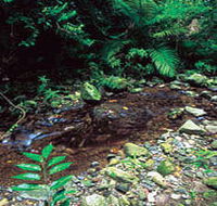 Wompoo Walk - C Tourism