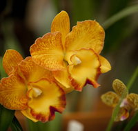 Queens Park - Orchid House - C Tourism