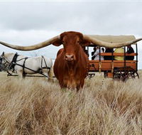 Texas Longhorn Wagon Tours and Safaris - C Tourism