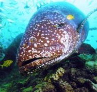 Lady Musgrave Island Dive Sites - C Tourism