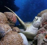 Light House Bommie Dive Site - C Tourism