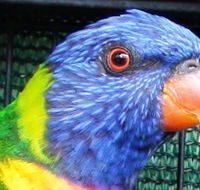 Fraser Coast Wildlife Sanctuary - C Tourism