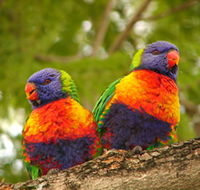 Blue Mountain Park - C Tourism