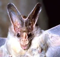 Mount Etna Caves National Park - C Tourism