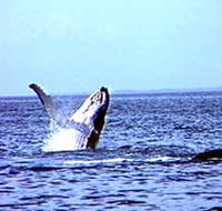 Whale Watching - C Tourism