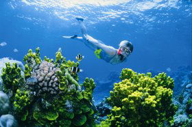 Wheeler Reef Dive Site - C Tourism 0
