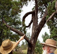 Charleville - Outback Native Timber Walk - C Tourism