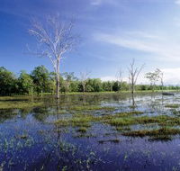 Tyto Wetlands - C Tourism