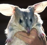 Charleville - Bilby Experience - C Tourism
