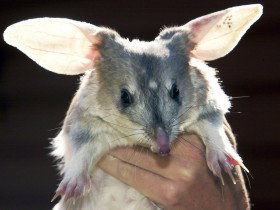 Charleville - Bilby Experience - C Tourism 0