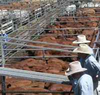 Dalrymple Sales Yards - Cattle Sales - C Tourism