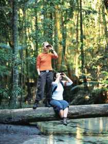 Birdwatching On The Fraser Coast - C Tourism 0
