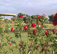 Elizabeth Park Rose Gardens - C Tourism