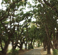Mango Avenue - C Tourism