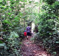 Malanda Falls Rainforest Walk Malanda Falls Conservation Park - C Tourism
