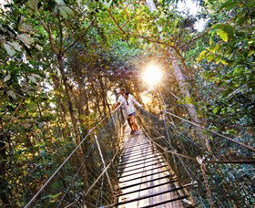 Tree Top Walkway - C Tourism 0