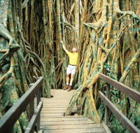 Curtain Fig Tree - C Tourism