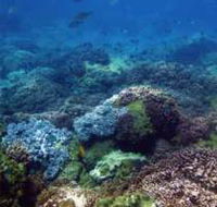 Hoffman's Rocks Dive Site - C Tourism