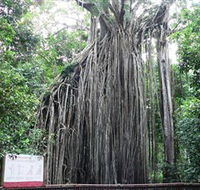 Curtain Fig National Park - C Tourism