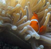 Flat Rock Dive Site - C Tourism