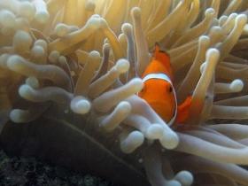 Flat Rock Dive Site - C Tourism 0
