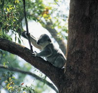 Daisy Hill Conservation Park - C Tourism