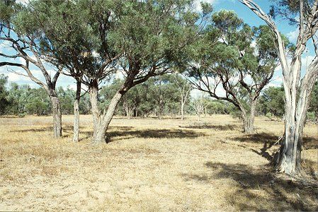 Forest Den National Park - C Tourism 0