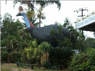 The Big Cassowary - C Tourism 0