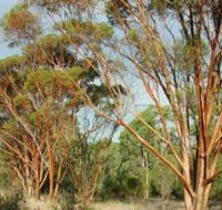 Myall Park Botanic Garden - C Tourism