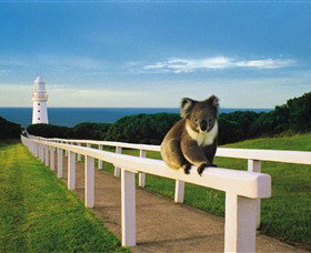 Cape Otway VIC C Tourism
