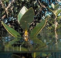 Jawbone Marine Sanctuary - C Tourism