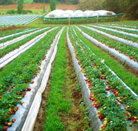 Kookaberry Strawberry Farm - C Tourism