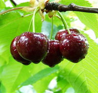 Red Hill Cherry Farm - C Tourism