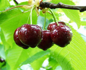 Red Hill Cherry Farm - C Tourism 0