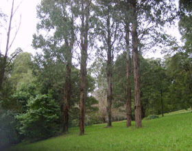 Mount Dandenong Arboretum - C Tourism 0