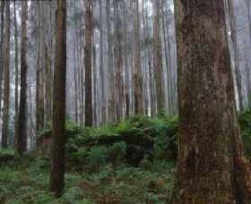 Kinglake National Park - C Tourism 0