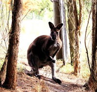 Great Ocean Road Wildlife Park - C Tourism