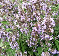 Otway Herbs - C Tourism