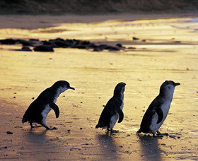 Ventnor VIC C Tourism