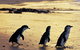 Phillip Island Nature Park - thumb 0