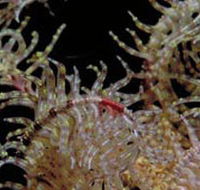Point Danger Marine Sanctuary - C Tourism