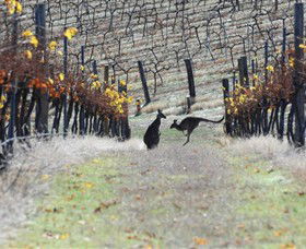 Blue Pyrenees Estate - C Tourism 0