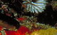Point Cooke Marine Sanctuary - thumb 0