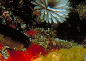 Point Cooke Marine Sanctuary - C Tourism 0