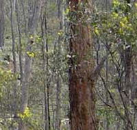 Heathcote-Graytown National Park - C Tourism