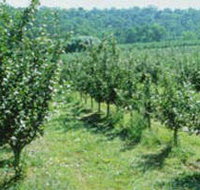 Pettys Orchard - C Tourism