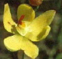 Langwarrin Flora and Fauna Reserve - C Tourism